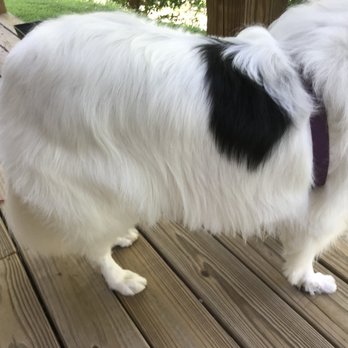 Shampoodles Salon - Pet Groomers Near Me - Asheville, North Carolina