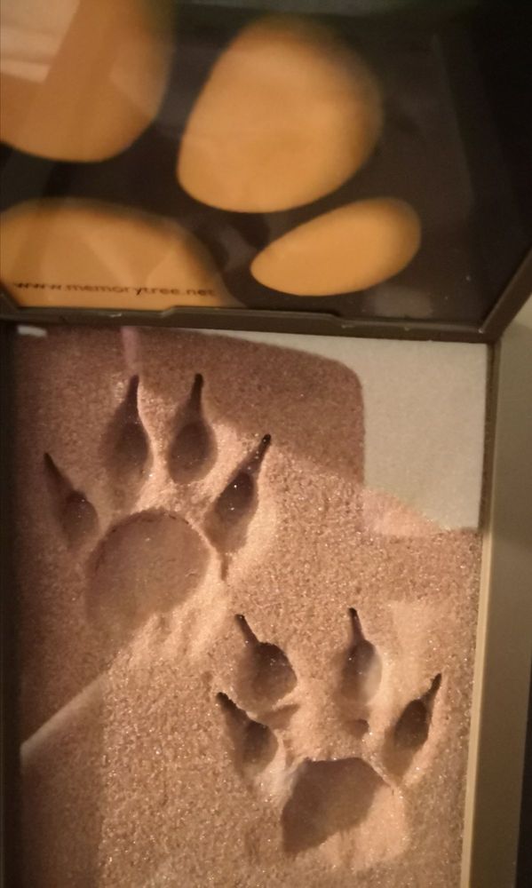 ABBEY GLEN PET MEMORIAL SERVICES 20 Photos & 20 Reviews Pet