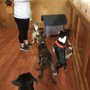 Photo of Groomingdales Doggie Daycare & Salon