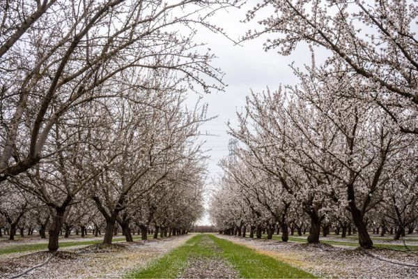 Rodin Farms by null