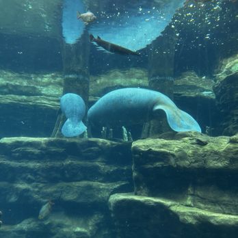SeaWorld Orlando - My favorite animal manatees and a baby's omg - Amusement Parks Near Me - Orlando, Florida