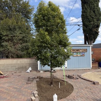 Moon Valley Nurseries - The single trunk Camphor tree, right after planting. - Tree Services Near Me - Irvine, California Moon Valley Nurseries - The single trunk Camphor tree, right after planting. - Tree Services Near Me - Irvine, California