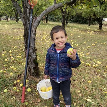 Harris Family Farm - First time picking apples! - Christmas Trees Near Me - Pollock Pines, California Harris Family Farm - First time picking apples! - Christmas Trees Near Me - Pollock Pines, California