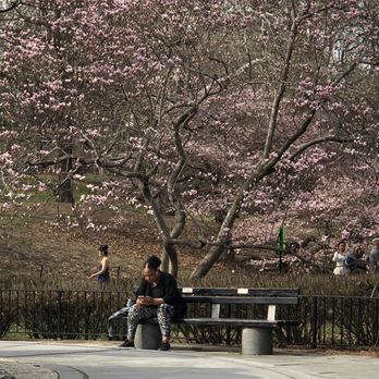 Central Park Conservancy - Magnolia Blossoms - Parks Near Me - New York, New York