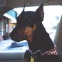 Photo of Capital Dog Training