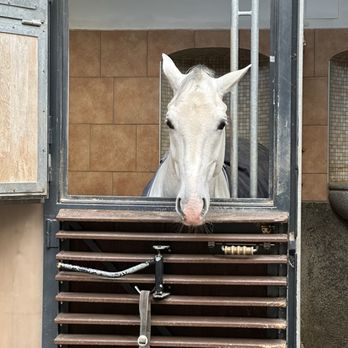 Spanish Riding School - Here's looking at you - Performing Arts Near Me - Vienna, 9