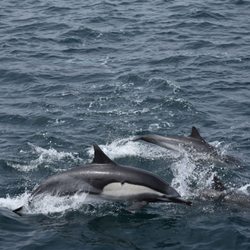 Legacy Whale Watch - Dolphins in the Pacific Ocean