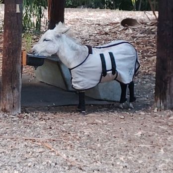 Cornelis Bol Park - The park's famous donkeys! - Parks Near Me - Palo Alto, California Cornelis Bol Park - The park's famous donkeys! - Parks Near Me - Palo Alto, California