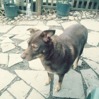 Main Line Dog Sitting - Sandy - Pet Boarding Near Me - Havertown, Pennsylvania Main Line Dog Sitting - Sandy - Pet Boarding Near Me - Havertown, Pennsylvania