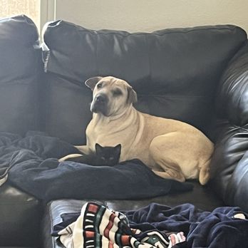 Veterinary Specialty Center - Kaya and Milky Chance (lil sis) - Veterinarians Near Me - Colorado Springs, Colorado Veterinary Specialty Center - Kaya and Milky Chance (lil sis) - Veterinarians Near Me - Colorado Springs, Colorado