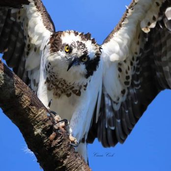 Adventure Outdoor Paddle - Osprey on the Harris Chain of Lakes - Paddleboarding Near Me - Tavares, Florida Adventure Outdoor Paddle - Osprey on the Harris Chain of Lakes - Paddleboarding Near Me - Tavares, Florida
