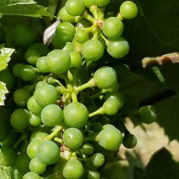 Casa Larga Vineyards - A close-up of a few grapes at the time we visited 7.7.18 - Wineries Near Me - Fairport, New York