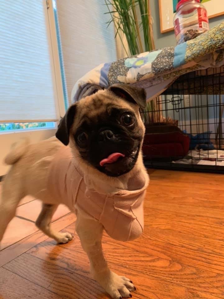 VALLEY INN FOR PETS Updated September 2024 17 Reviews 320 Russell