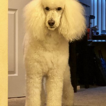 Kaycee's Pet & Groom - Clean and fluffy and she is happy to smell so lovely and fresh! - Pet Groomers Near Me - San Leandro, California Kaycee's Pet & Groom - Clean and fluffy and she is happy to smell so lovely and fresh! - Pet Groomers Near Me - San Leandro, California