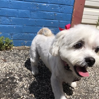 Trophy Paws Pet Grooming - Paulette - Pet Groomers Near Me - Chicago, Illinois Trophy Paws Pet Grooming - Paulette - Pet Groomers Near Me - Chicago, Illinois