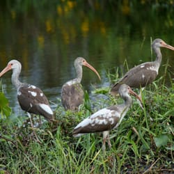Cypress Airboats
