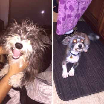Lucky Pet's Grooming Salon - Before/After - Pet Groomers Near Me - Pomona, California