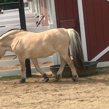 Cosley Zoo - Shetland Pony - Zoos Near Me - Wheaton, Illinois