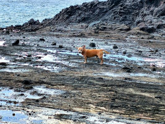 Halona Blowhole Lookout by null