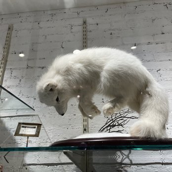 The Evolution Store - Beautiful taxidermy, arctic fox - Home Decor Near Me - New York, New York
