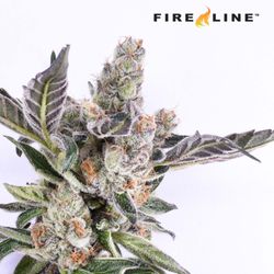 BETY FURNITURE - Girl Scout Cookies