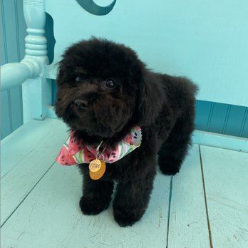 Bubbles N' Bows Doggie Salon - After his first cut. I'll have them take more off the top next time. - Pet Groomers Near Me - Fort Mill, South Carolina Bubbles N' Bows Doggie Salon - After his first cut. I'll have them take more off the top next time. - Pet Groomers Near Me - Fort Mill, South Carolina