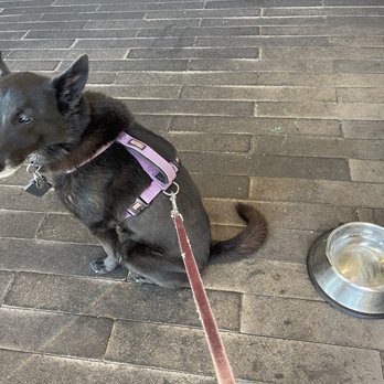 The Counter Mountain View - Dog water bowl - Burgers Near Me - Mountain View, California