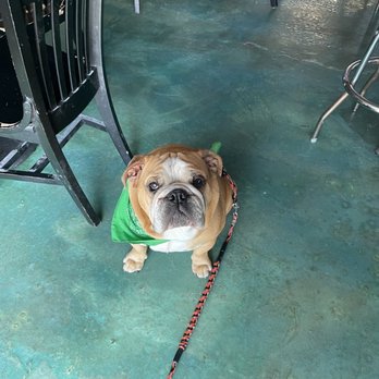 Sharky's Tavern - They live dawgs! - Pizza Near Me - Galveston, Texas Sharky's Tavern - They live dawgs! - Pizza Near Me - Galveston, Texas