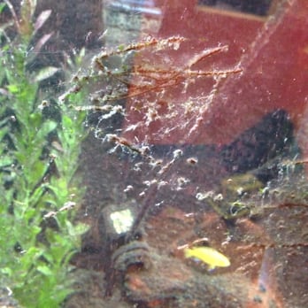 Kids Town Play And Party - The fish tank was dirty... - Party & Event Planning Near Me - Aurora, Illinois Kids Town Play And Party - The fish tank was dirty... - Party & Event Planning Near Me - Aurora, Illinois
