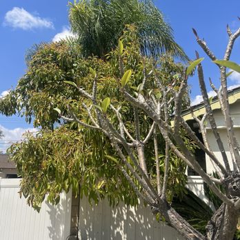 Poly Timber Tree Service - Before. This avocado tree was too close to our roof and needed trimming. - Tree Services Near Me - Pico Rivera, California Poly Timber Tree Service - Before. This avocado tree was too close to our roof and needed trimming. - Tree Services Near Me - Pico Rivera, California