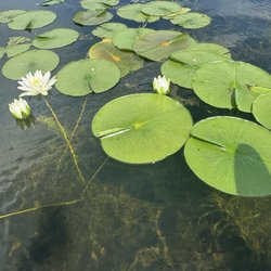 Fox River Kayaking Company - Lily lake