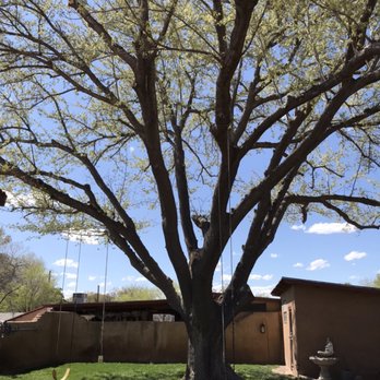 American Tree Services - Tree Services Near Me