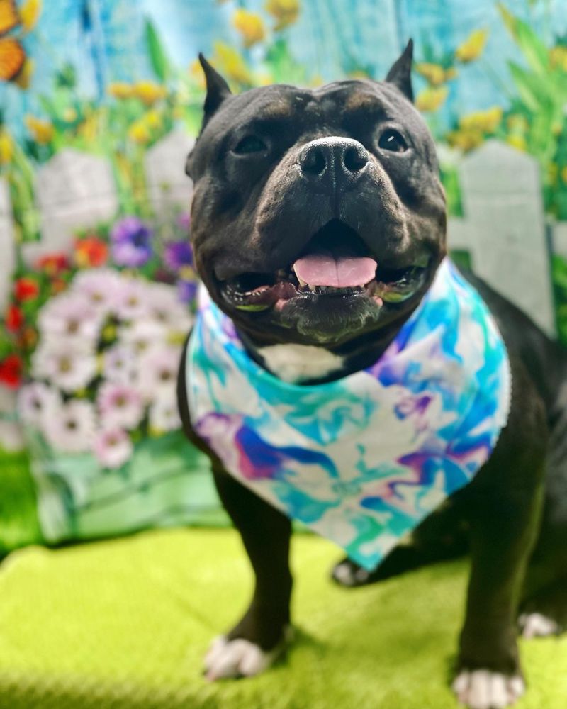 FEARLESS PET SPA MOBILE PET GROOMING Updated September 2024 16