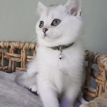 Lovablefluffs Cattery - Milo being photogenic - Pet Breeders Near Me Lovablefluffs Cattery - Milo being photogenic - Pet Breeders Near Me
