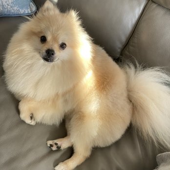 Paw Commons - Pet Sitting Near Me - San Diego, California Paw Commons - Pet Sitting Near Me - San Diego, California
