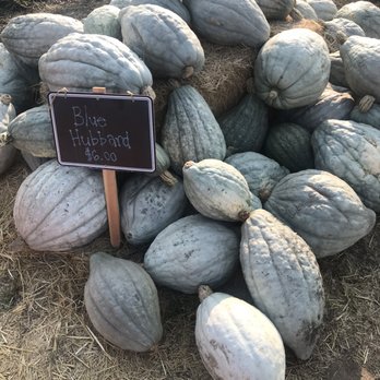 Borchard Farms - Never seen these before - Pumpkin Patches Near Me - Salinas, California