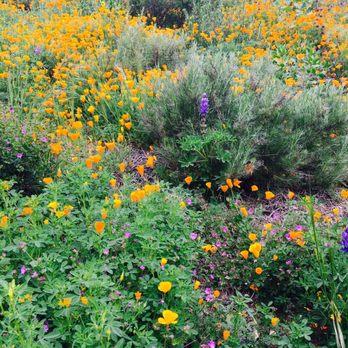 Buck Gully Reserve - yay for spring! - Hiking Near Me - Newport Coast, California Buck Gully Reserve - yay for spring! - Hiking Near Me - Newport Coast, California