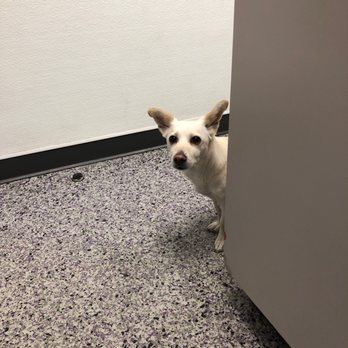 Family VetCare - Veterinarians Near Me - Phoenix, Arizona
