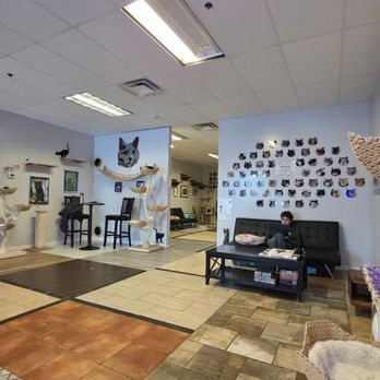 Kitty Cat Cafe - Animal Shelters Near Me - Peabody, Massachusetts