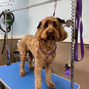 Beau's Bath House & Doggie Spa - Pet Groomers Near Me - Denton, Texas Beau's Bath House & Doggie Spa - Pet Groomers Near Me - Denton, Texas