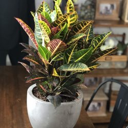 The Greenery Florals & Boutique