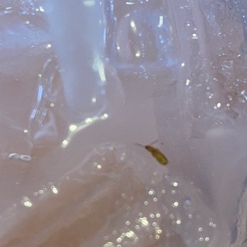Lumberjacks Restaurant - Bug in my Strawberry Lemonade - American Near Me - Stockton, California Lumberjacks Restaurant - Bug in my Strawberry Lemonade - American Near Me - Stockton, California