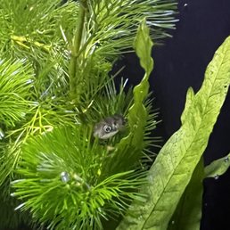 Pygmy Puffer and the Cabomba Pygmy Puffer and the Cabomba
