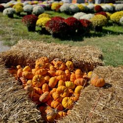 Pumpkin's Galore