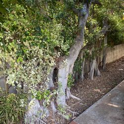 HI Island Tree Service