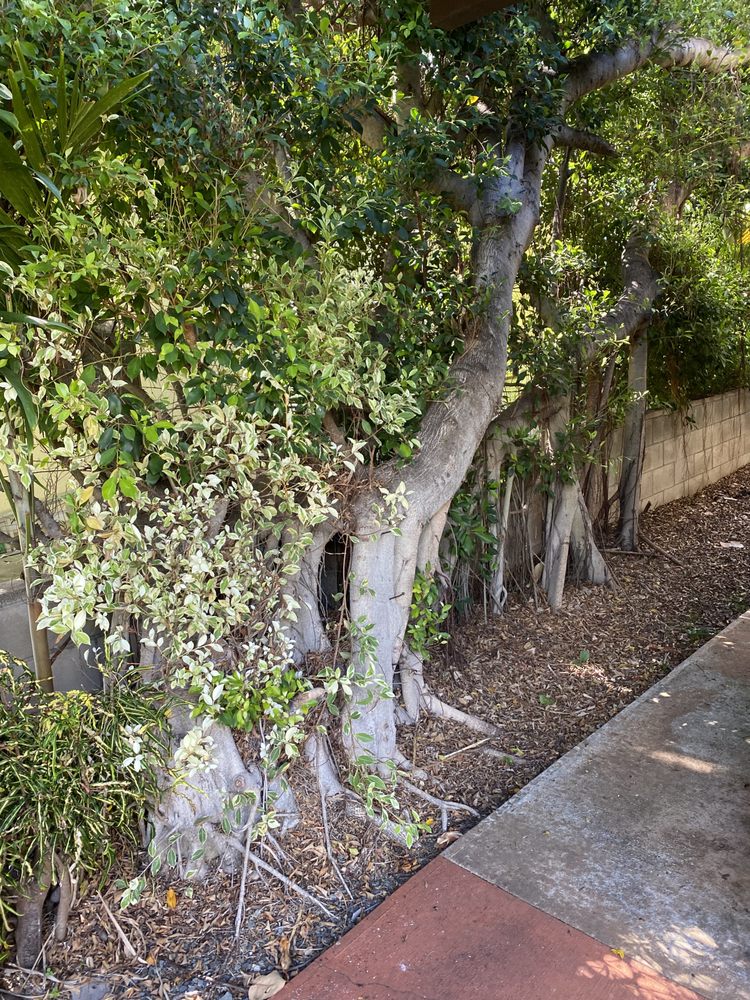 HI Island Tree Service - tree service in Pearl City, HI