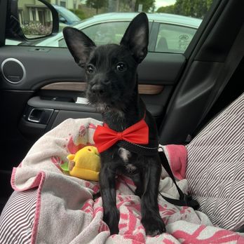 The Spaw - They put a bow on him too - Pet Groomers Near Me - Tustin, California