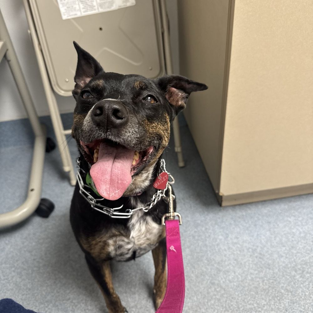 All Creatures Veterinary Hospital - Bailey at the vets office.. - Veterinarians Near Me - Long Beach, New York All Creatures Veterinary Hospital - Bailey at the vets office.. - Veterinarians Near Me - Long Beach, New York