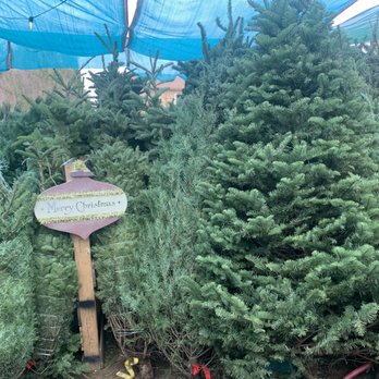 Mistletoe Tree Farm - Christmas Trees Near Me - Gilbert, Arizona Mistletoe Tree Farm - Christmas Trees Near Me - Gilbert, Arizona