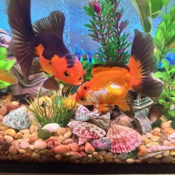 Full House Goldfish - Best gold fish is San Jose! - Aquariums Near Me - San Jose, California Full House Goldfish - Best gold fish is San Jose! - Aquariums Near Me - San Jose, California